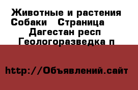 Животные и растения Собаки - Страница 11 . Дагестан респ.,Геологоразведка п.